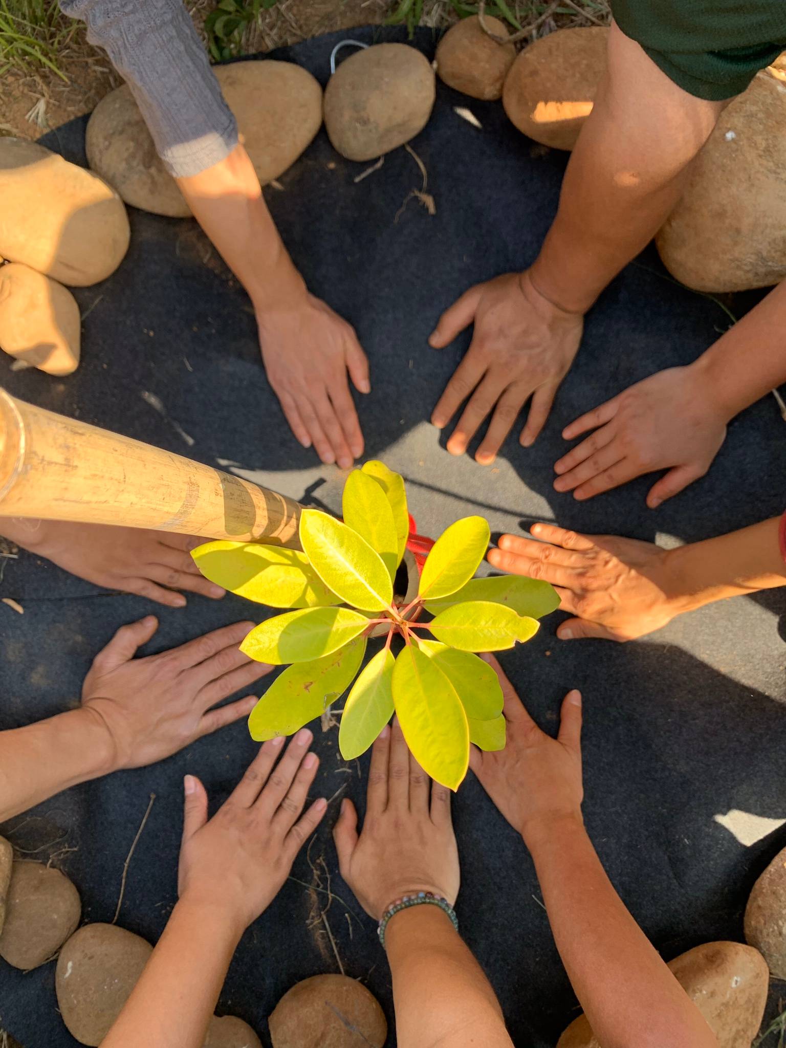 手植樹苗，復育大肚山