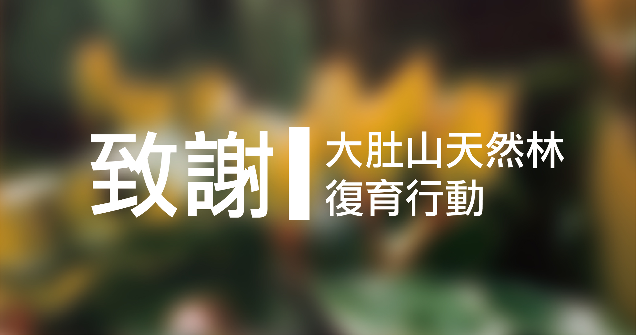 大肚山天然林復育行動 感謝華盛頓小學師生及家長集資捐款21 533元 臺灣山林復育協會