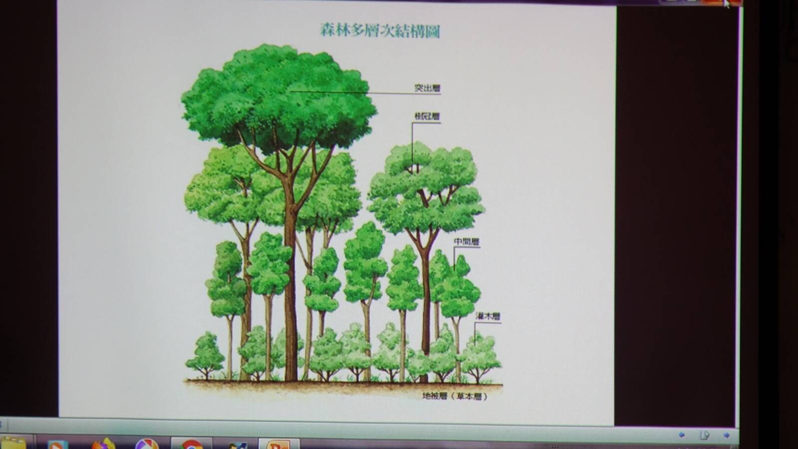 森林的分層介紹