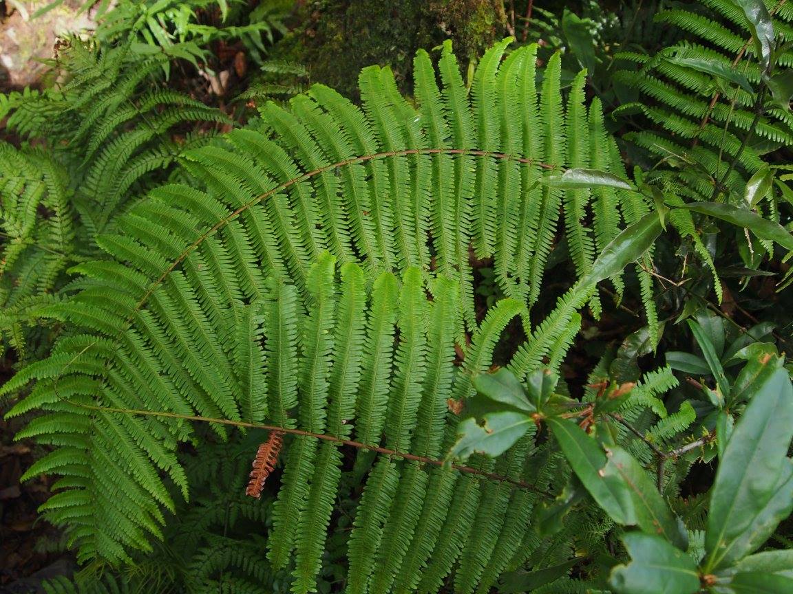 17 07 09 臺灣山林復育協會 宜蘭比雅楠部落檜木林生態調查紀實 臺灣山林復育協會