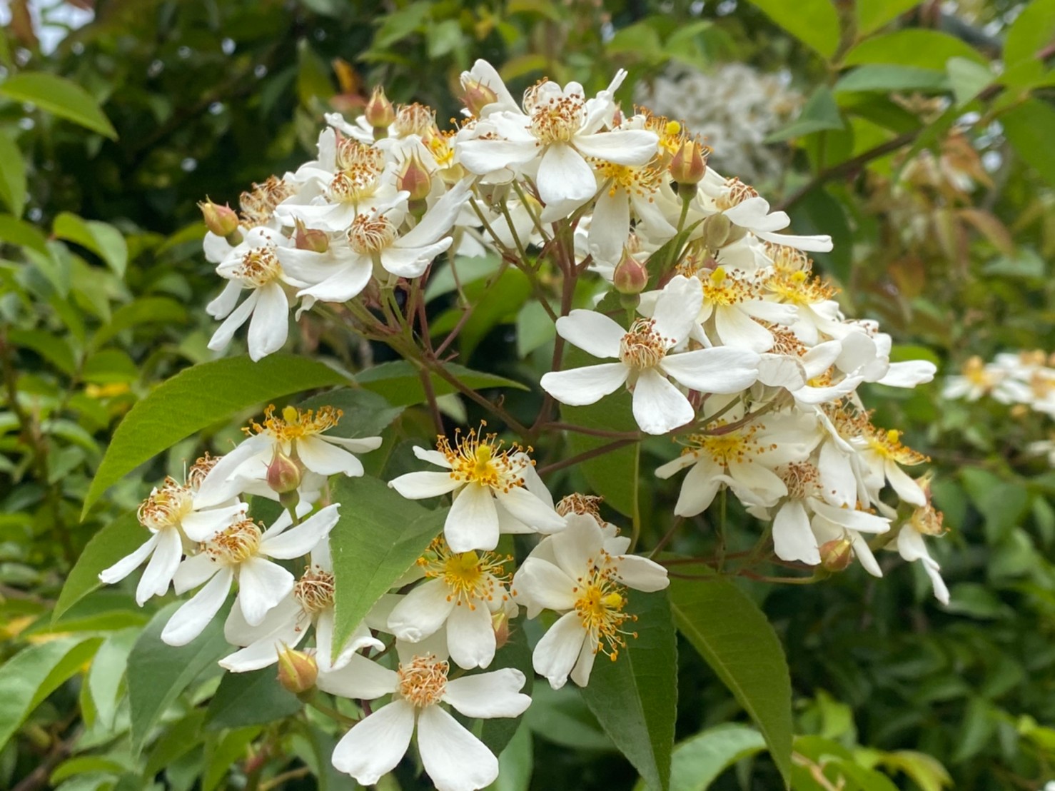 小果薔薇rosa Cymosa 臺灣山林復育協會