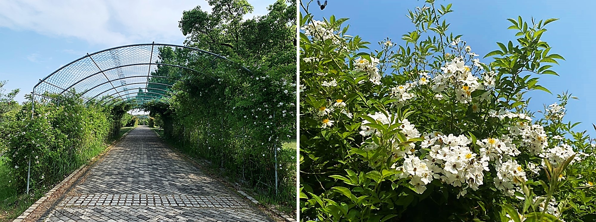臺灣山林復育協會會訊21 Vol 5 臺灣山林復育協會