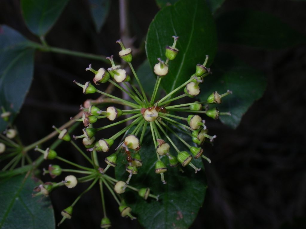 三葉五加 Eleutherococcus trifoliatus – 臺灣山林復育協會