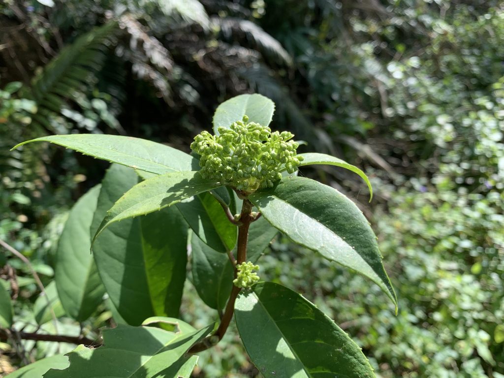 華八仙 Hydrangea chinensis – 社團法人臺灣山林復育協會