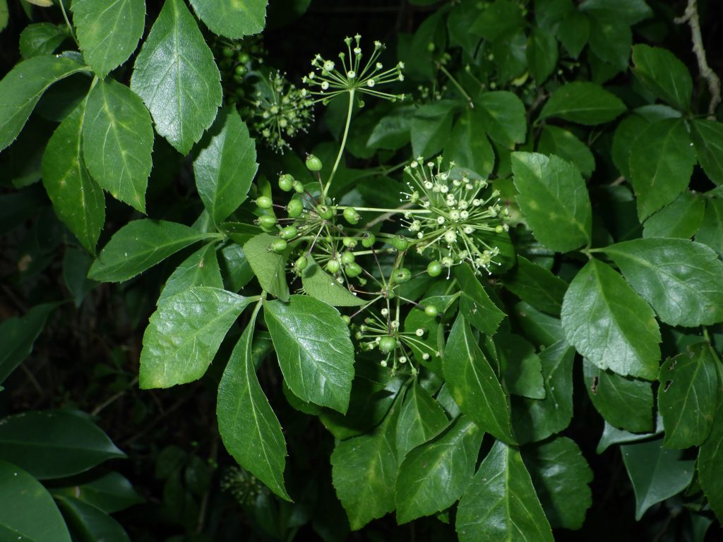三葉五加 Eleutherococcus trifoliatus – 臺灣山林復育協會