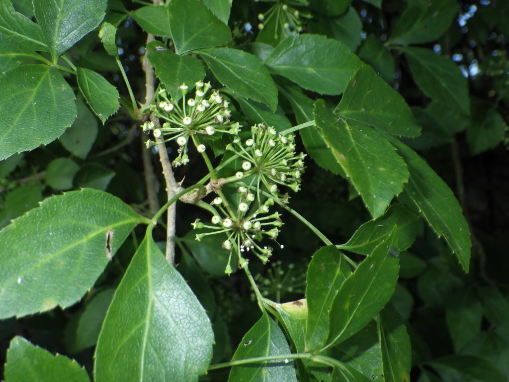 三葉五加 Eleutherococcus trifoliatus – 臺灣山林復育協會