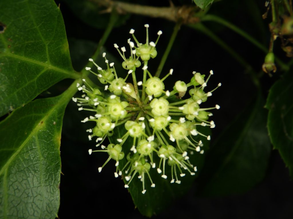三葉五加 Eleutherococcus trifoliatus – 臺灣山林復育協會