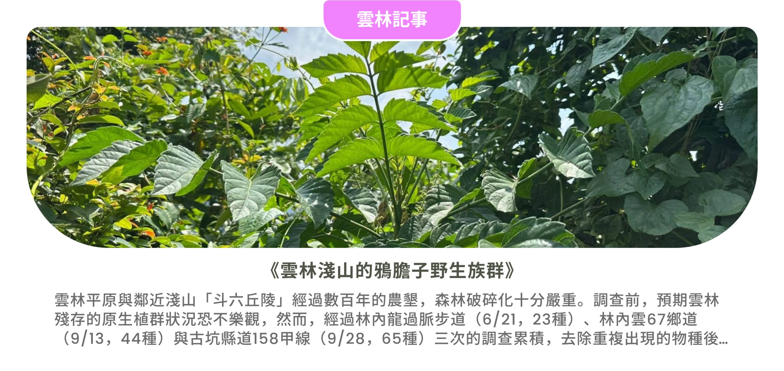 雲林記事