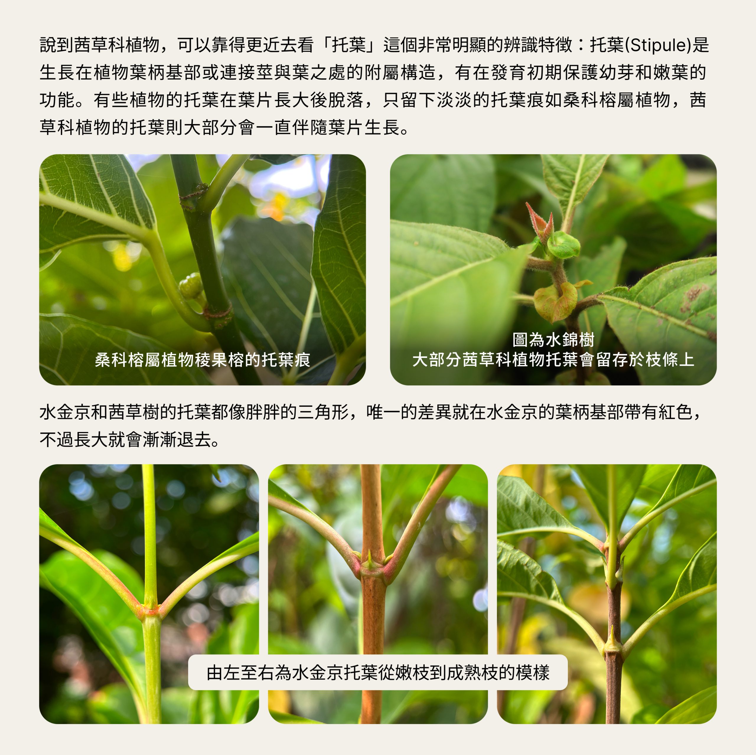 圖片 4